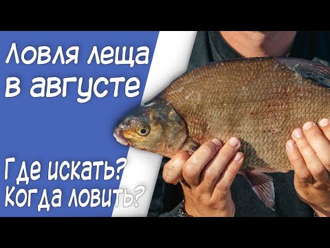 Видео: Ловля леща на фидер в августе. Где искать, на что ловить?