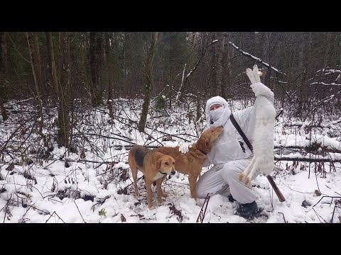 Видео: ОХОТА НА ЗАЙЦА С ГОНЧИМИ ПО ПЕРВОМУ СНЕГУ. СОБАКИ УМНИЦЫ!
