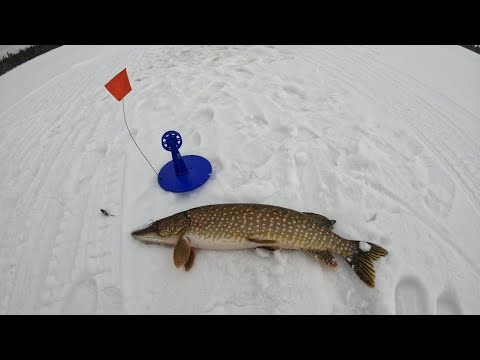 Видео: Рыбалка на жерлицы на озере" Z "