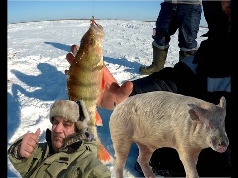 Видео: Зимняя рыбалка в феврале озеро Тенис Омская область и дикий Кабан не помеха