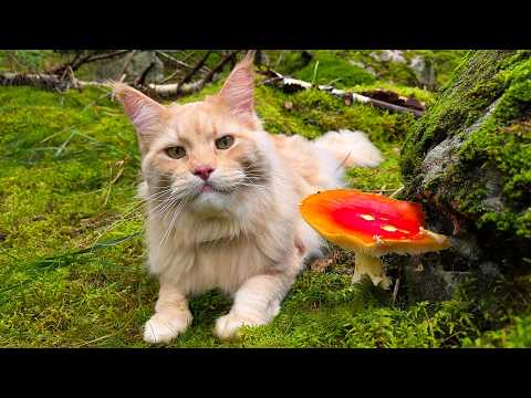 Видео: Бастер — охотник за грибами!