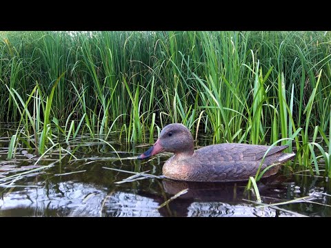 Видео: Вечерние зорьки