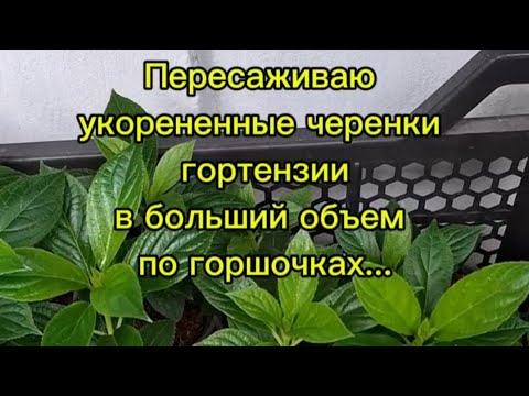 Видео: Пересаживаю укоренённые черенки гортензии со стаканчиков в больший объем по горшочкам ...