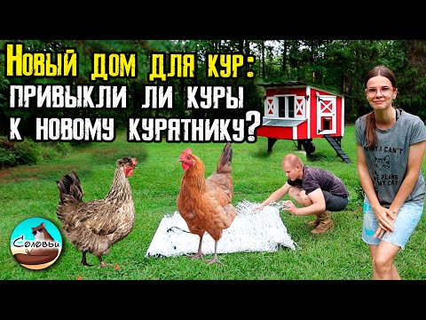 Видео: Новый дом для кур: привыкли ли куры к курятнику?