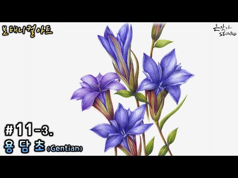 Видео: [Цветочная живопись / Ботаническое искусство] № 11-3. Рисунок цветным карандашом горечавки