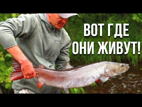 Видео: МЫ ИХ НАШЛИ! ДИКИЕ ТАЙМЕНИ ГОРНОГО ОЗЕРА! Видео о трофейной рыбалке в Республике Тыва