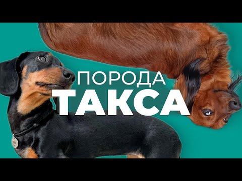 Видео: Такса 🐾 Всё о породе: плюсы, минусы, характер, поведение