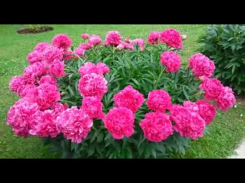 Видео: Обзор моих пионов на 12 июня 2019 года