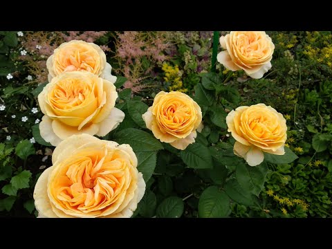 Видео: Чайногибридные розы с крупным цветком: роза Афродита, роза Канделайт, роза Чандос Бьюти, роза Ашрам.