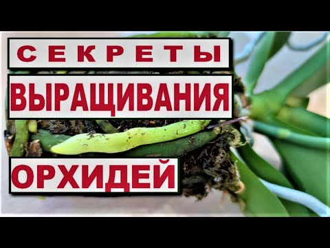 Видео: СЕКРЕТЫ ВЫРАЩИВАНИЯ ОРХИДЕЙ, АДАПТАЦИЯ ОРХИДЕЙ И ЦВЕТЕНИЕ! ОРХИДЕИ ВО МХУ И ИХ БЫСТРОЕ РАЗВИТИЕ!