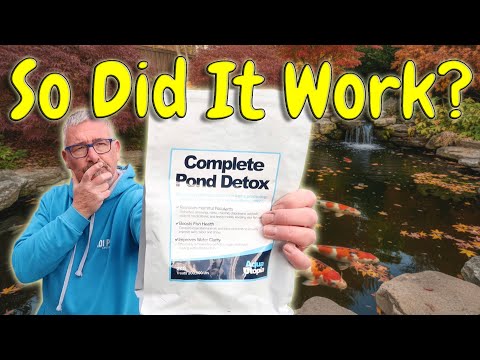 Видео: KOI POND **Я протестировал «COMPLETE POND DETOX» в течение всего сезона пруда с кои — вот что про...
