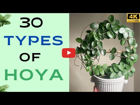 Видео: 30 видов хойи, которые можно выращивать дома | Виды хойи | Сорта хойи с названиями