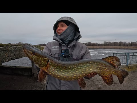 Видео: НА ПІРСІ ЗА МІСТОМ КЛЮЮТЬ АПАРАТИ! ТРОФЕЙНА ЩУКА 2025, РИБАЛКА НА ДЖИГ