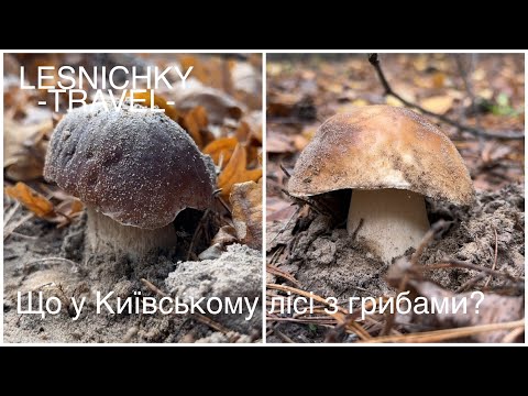 Видео: Що у Київському лісі з грибами?