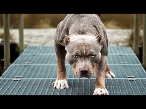 Видео: ПИТБУЛЬ В ДЕЛЕ! Сильный, мощный и бесстрашный защитник и охранник!