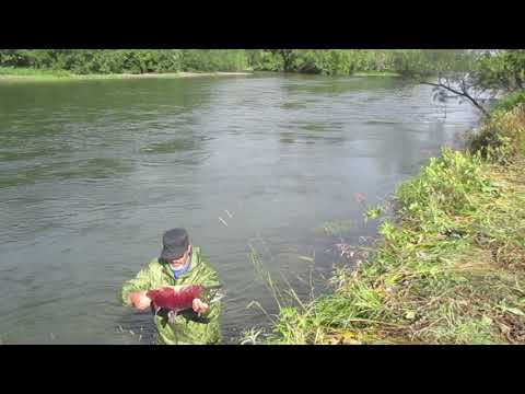 Видео: Рыбалка на реке Быстрая-Малкинская на Камчатке