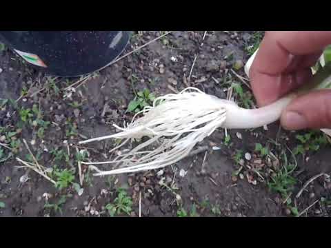 Видео: Хвороби часнику на що потрібно звернути увагу👆