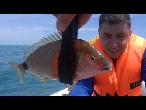 Видео: Мега ставрида на пилькер 17.06.2017 часть2