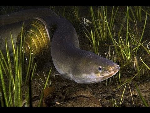 Видео: Угорь / Подводная охота Александр Кочубей