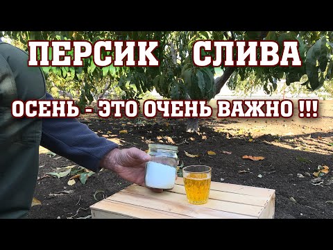 Видео: Персик-Слива / Осень-это очень ВАЖНО !!!  / ответы на вопросы