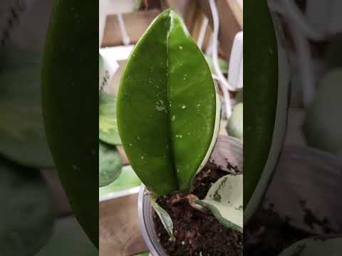 Видео: Коллекция хойек 