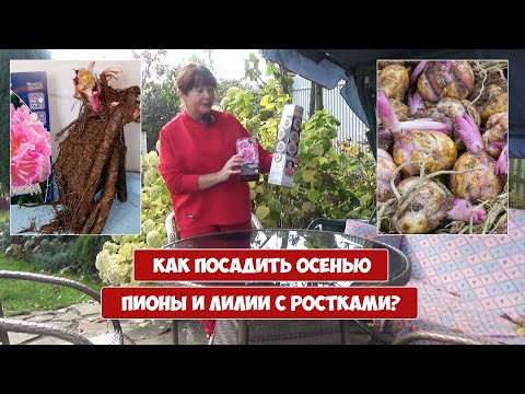 Видео: Как посадить осенью ПИОНЫ и ЛИЛИИ с ростками?