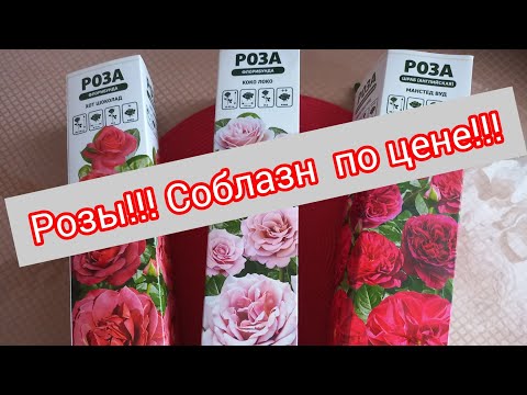 Видео: Розы!!Соблазн по ценам!!!Выдающиеся сорта!!