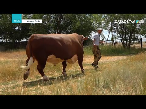 Видео: «АЛТЫН БЕСІК». 10-бағдарлама