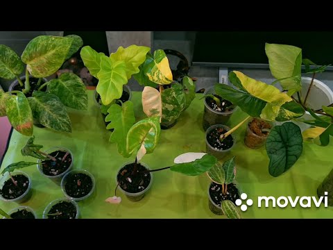 Видео: КОМНАТНЫЕ РАСТЕНИЯ(ЦВЕТЫ).ЦВЕТОЧНЫЕ ДЕЛА.