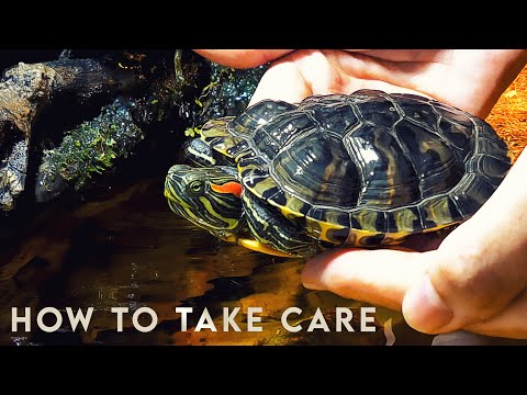 Видео: Как ухаживать за черепахой? 🐢 Красноухая черепаха
