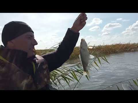 Видео: Карась с лодки, на удочку