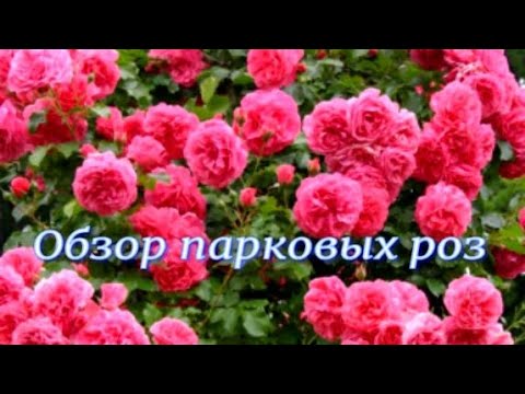 Видео: Обзор парковых роз. Питомник 🌹 и 🌲 Е. Иващенко