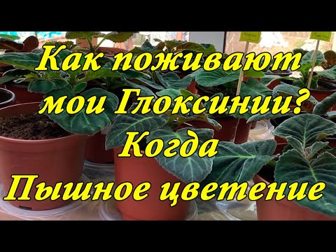 Видео: Что с моими глоксиниями сейчас? Видеообзор