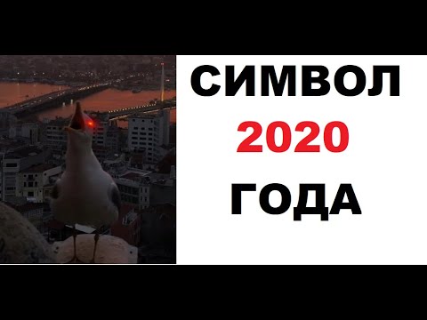 Видео: Лютые приколы. Символ 2020 года!