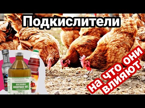 Видео: Стрим. Подкислители. Для чего они и на что влияют? С Каналом "КУРЫ В МЕГАПОЛИСЕ"