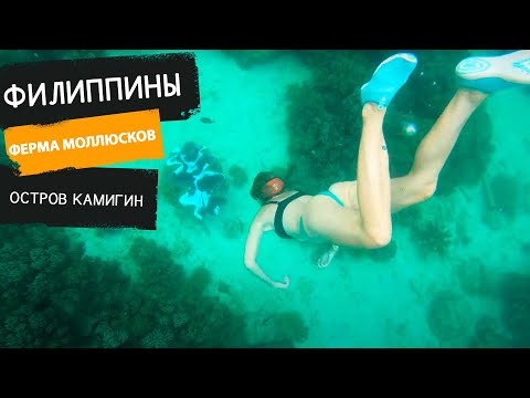 Видео: ФИЛИППИНЫ. Самый особенный остров - КАМИГИН. Ферма ГИГАНТСКИХ МОЛЛЮСКОВ - ТРИДАКНЫ