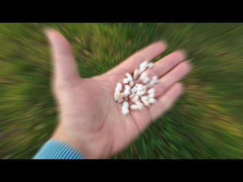 Видео: Попробуй полови на "белое золото", смотри результат! Рыбалка осенью.