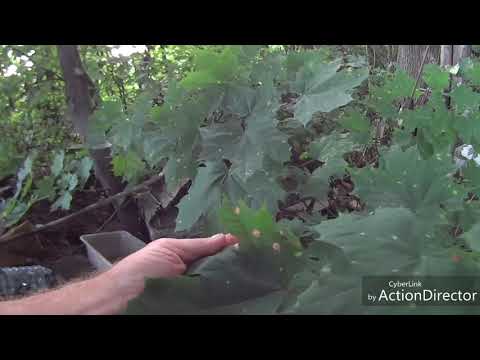 Видео: Первая ломка берли.