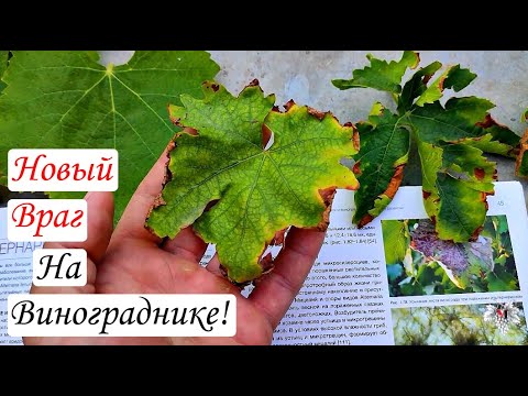 Видео: Внимание! Новая БОЛЕЗНЬ ВИНОГРАДА! Загадка разгадана...