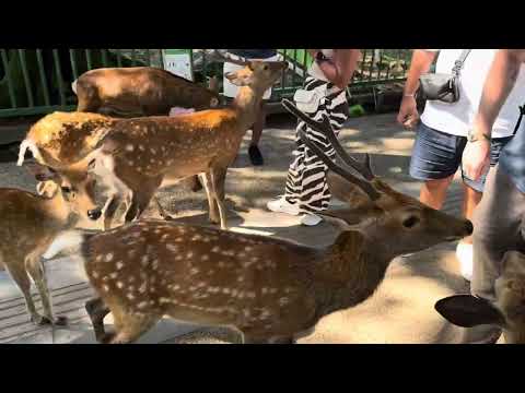 Видео: Круиз по Японии + остров Чеджу на корабле Celebrity Millennium