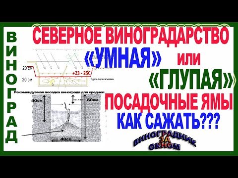 Видео: 🍇  Как сажать виноград на севере. Умная и глупая посадочные ямы. Школа виноградаря 2019. Часть №9.