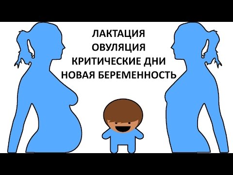 Видео: Овуляция, Беременность и Лактация (ГВ)