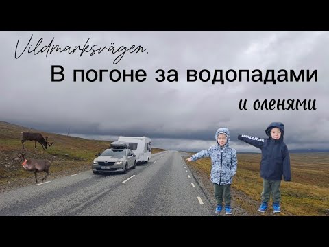Видео: В погоне за водопадами и оленями | Vildmarksvägen, Швеция