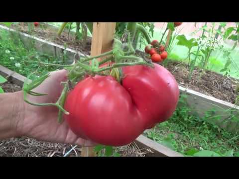 Видео: Сорта томатов для теплицы. Сайт "Садовый мир"