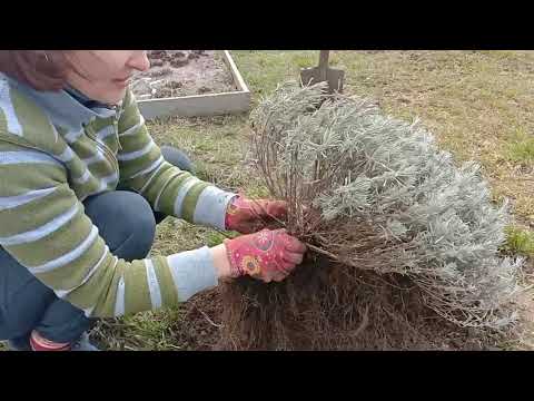 Видео: Размножение ЛАВАНДЫ делением куста. Посадка лаванды.