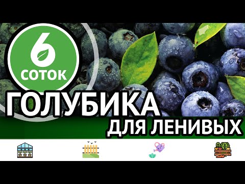 Видео: Почему не цветет гранат. Голубика для ленивых. 9 кг смородины с куста. 6 соток 11.07.2022