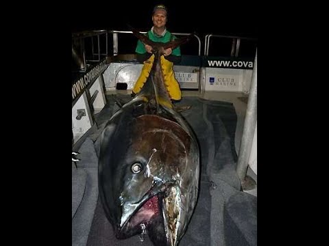 Видео: Гигантский голубой тунец IFISH