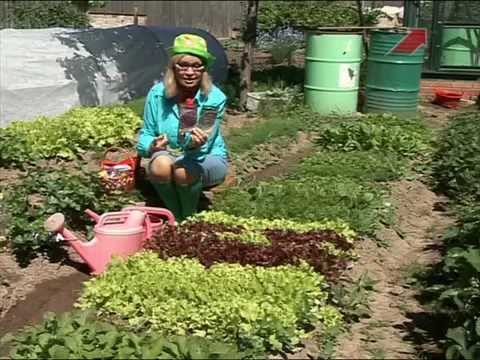 Видео: Лучки Пучки.  Серия 189.  Витаминная грядка