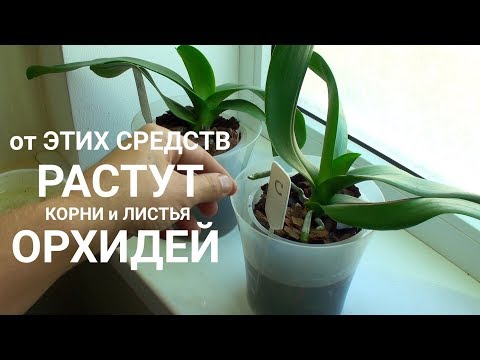 Видео: ПИТАТЕЛЬНЫЙ ПОЛИВ ОРХИДЕЙ от какого средства растут корни и листья ОРХИДЕИ быстрее?