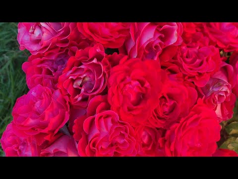 Видео: Сад в сентябре. Розы. Гортензии.